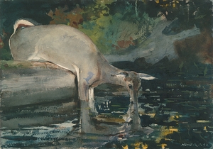 Deer Drinking [1892] by Winslow Homer [1836–1910]